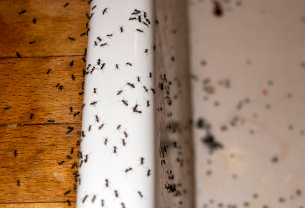 Best Affordable Pest Control Services  in Hunter, TN